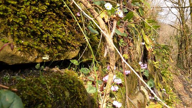 Цветочная стена. 20.02.2022. 🌴ЛАЗАРЕВСКОЕ СЕГОДНЯ🌴СОЧИ. смотреть онлайн