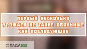 Абрикос Алёша характеристика и описание сорта