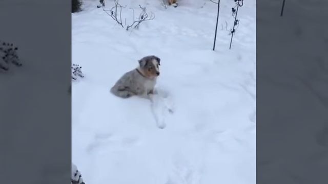 Аусси, австралийская овчарка ) на прогулке. Щенок смотреть онлайн