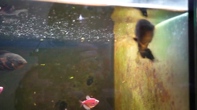 The AQUARIUM is DONE!! смотреть онлайн