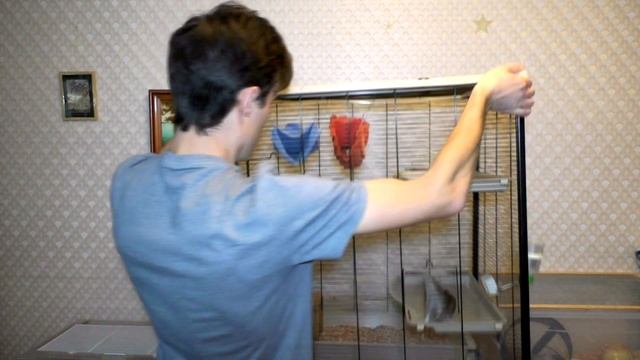 Покупки для крыс и перестановка в клетке. Домик, спутник и гамак для крыс смотреть онлайн