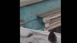 Как спариваются голуби(mating pigeons)