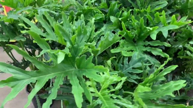 Home Depot Houseplant Tour! 😍🌱 смотреть онлайн