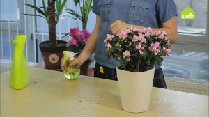 Азалия: как правильно выбрать, пересадить и ухаживать