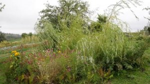 Урожай картофеля Азербайджанская Кухня Деревенская Кухня  Рецепты