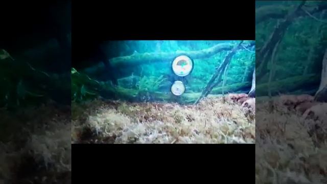 Pacman Frog Terrarium смотреть онлайн