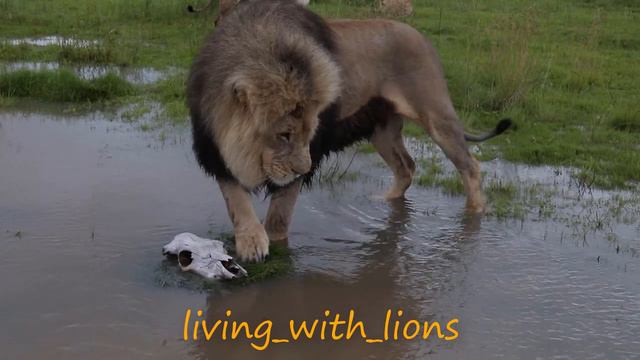 Лев не хочет мочить лапу. смотреть онлайн