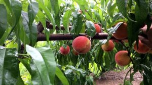 РАСТРЕСКИВАЕТСЯ КОСТОЧКА У ПЕРСИКА/ Гниль плодов/Что делать???