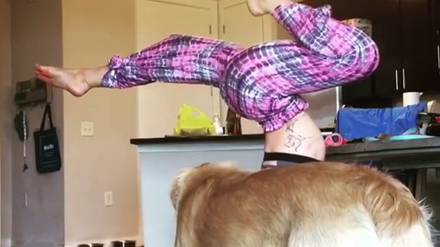 Собака и йога смотреть онлайн