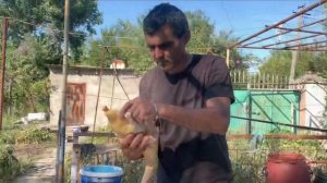 Первый забой  .  Утка  Мулард  возвраст  90 дней