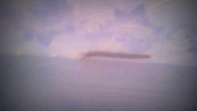 сколопендра в квартире смотреть онлайн