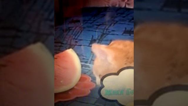 Котики. Мои рисунки. Весна пришла. Мои пушистики. смотреть онлайн