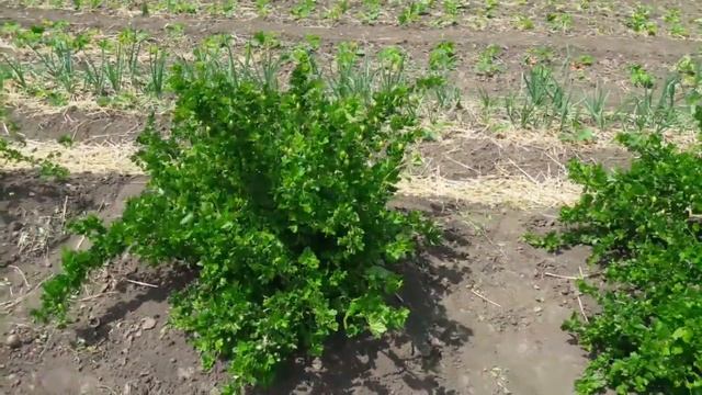 Чем обработать крыжовник от мучнистой росы. смотреть онлайн