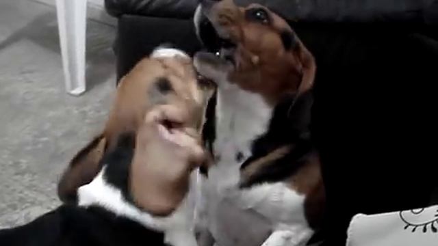 Johnny e Lilica Beagle tricolor смотреть онлайн