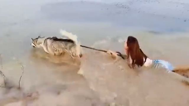 Собакен выгуливает хозяйку смотреть онлайн