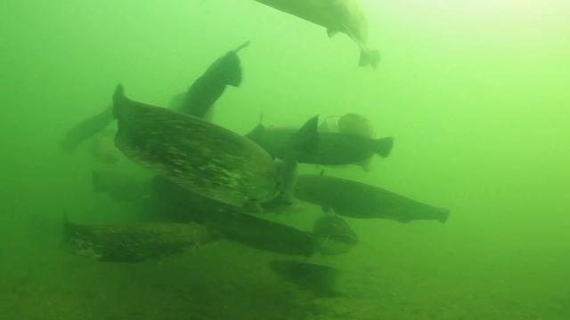 Group of wels catfish (Silurus glanis) gathered in the River Rhone, France смотреть онлайн