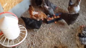 Кросс//Доминант-109//Цвет яйца.