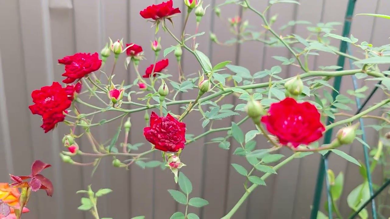 Red Fairy. Рэд Фейри. rosebushes.ru почвопокровные розы смотреть онлайн