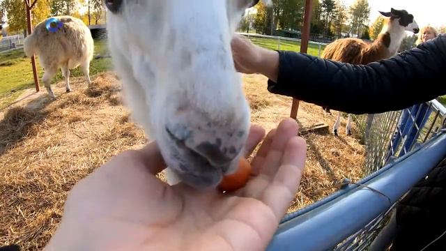 Гора Паасо, Карельский зоопарк и Рускеала | Досуг с Николаем Бунуевым 02.10.2020 смотреть онлайн