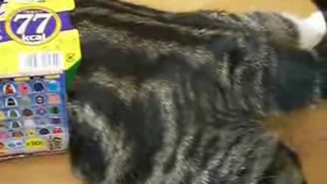 Кото Играет с коробкой смотреть онлайн