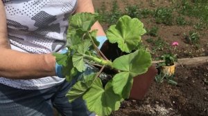 Правильная высадка герани (пеларгонии) в грунт!