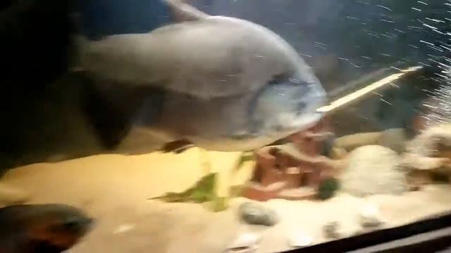 Пиранья с другими рыбами смотреть онлайн