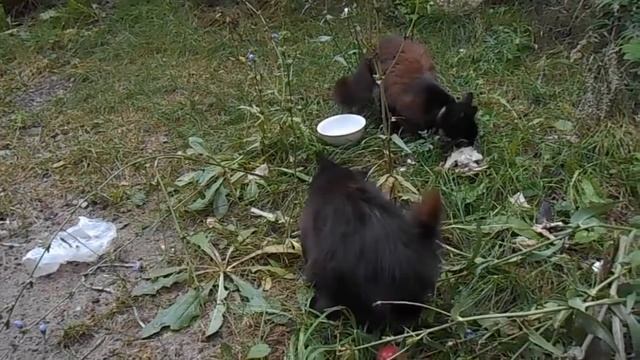 как я кормлю бездомных кошек во дворе смотреть онлайн