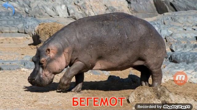 Животные мира номер 3!