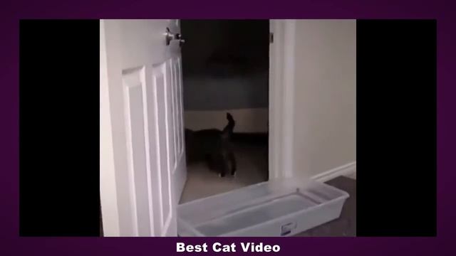 Самые умные коты. Подборка Часть1 смотреть онлайн