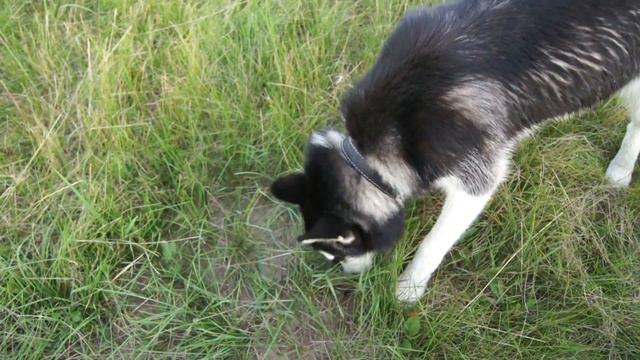 Хаски " Амур" и полевые норки смотреть онлайн