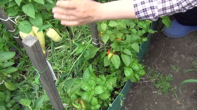 Ранний урожай перцев и пасынкование перцев смотреть онлайн