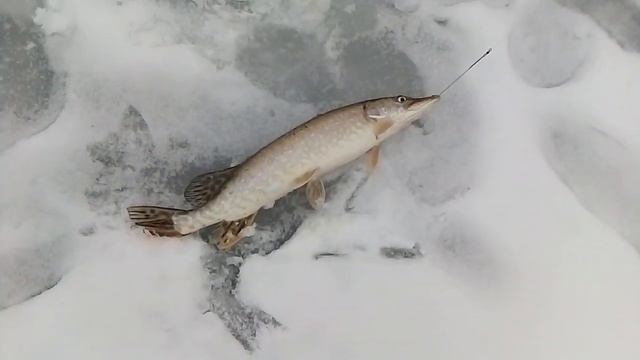 Ловля щуки. Светлые горы, большой водоём 29.01.2020. смотреть онлайн