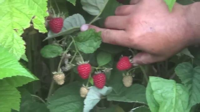 Малина сорт Метеор LvNKxKKKg7k смотреть онлайн