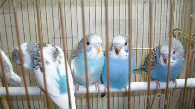 КТО ТАКИЕ ПТИЧКИ смотреть онлайн