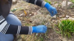 Весенняя обрезка шалфея лекарственного, дубравника, санталины кипарисовидной и кариоптериса