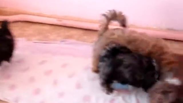 аПсолютно счастливые щенки лхаса апсо смотреть онлайн