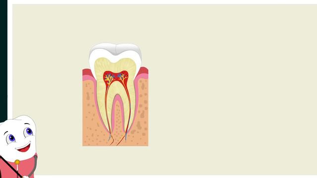 Tooth Structure | #aumsum #kids #science #education #children