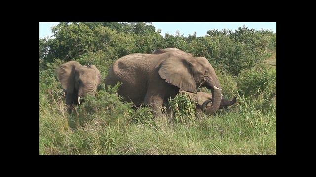 Hluhluwe Elefants смотреть онлайн