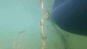 Рыбалка в проводку и на живца