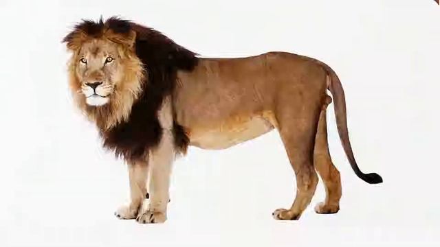 Русский для малышей. Название животных на русском языке смотреть онлайн