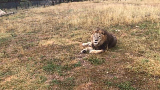 Филя не рискнул залезать в закрытое авто. Тайган смотреть онлайн