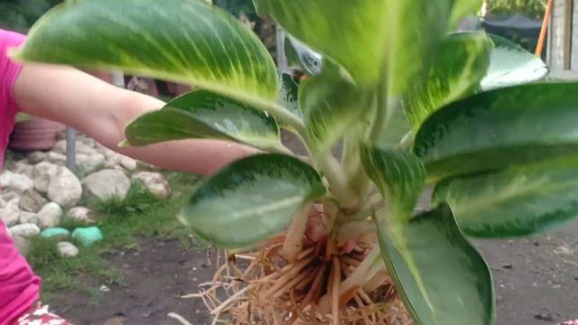 Green bowl aglaonema propagation смотреть онлайн