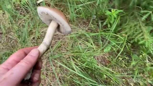 ??УХ!!!ЗАВАЛИЛО БОРОВИКАМИ И БЕЛЫМИ!!! ПОДОСИНОВИКИ ПОЛЯНАМИ !!! БОМБИЧЕСКИЙ ВЫЕЗД!!! Грибы 2023! смотреть онлайн