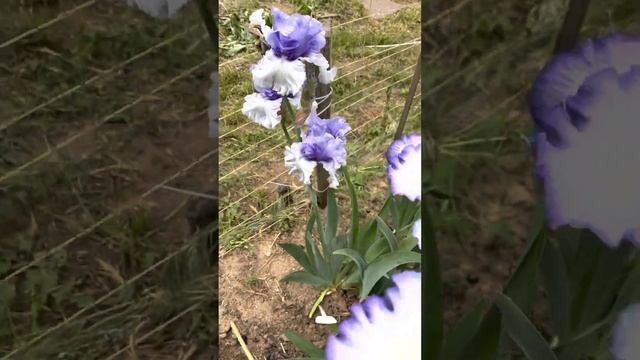 Цветение ирисов на сегодняшний день, красавчики радуют ? смотреть онлайн