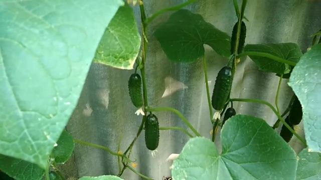 Чем подкормить огурцы, чтобы получить быстро хороший урожай #огурцы смотреть онлайн