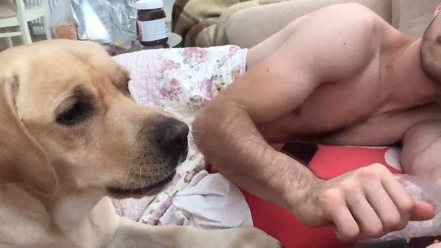 Лабрадор защищает хозяйку от ударов | лабрадор Реймонд смотреть онлайн