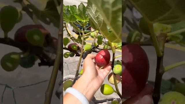 Grow Fig On The Balcony #satisfying #shortsvideo смотреть онлайн