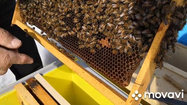 Пересадка пчелопакета в ппу улей смотреть онлайн