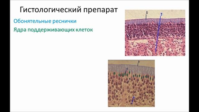 Органы чувств вкуса и обоняния смотреть онлайн