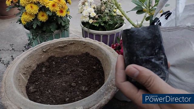 vinca plant care// Right way of planting hybrid vinca plant// Sadabahar plant care and tips смотреть онлайн